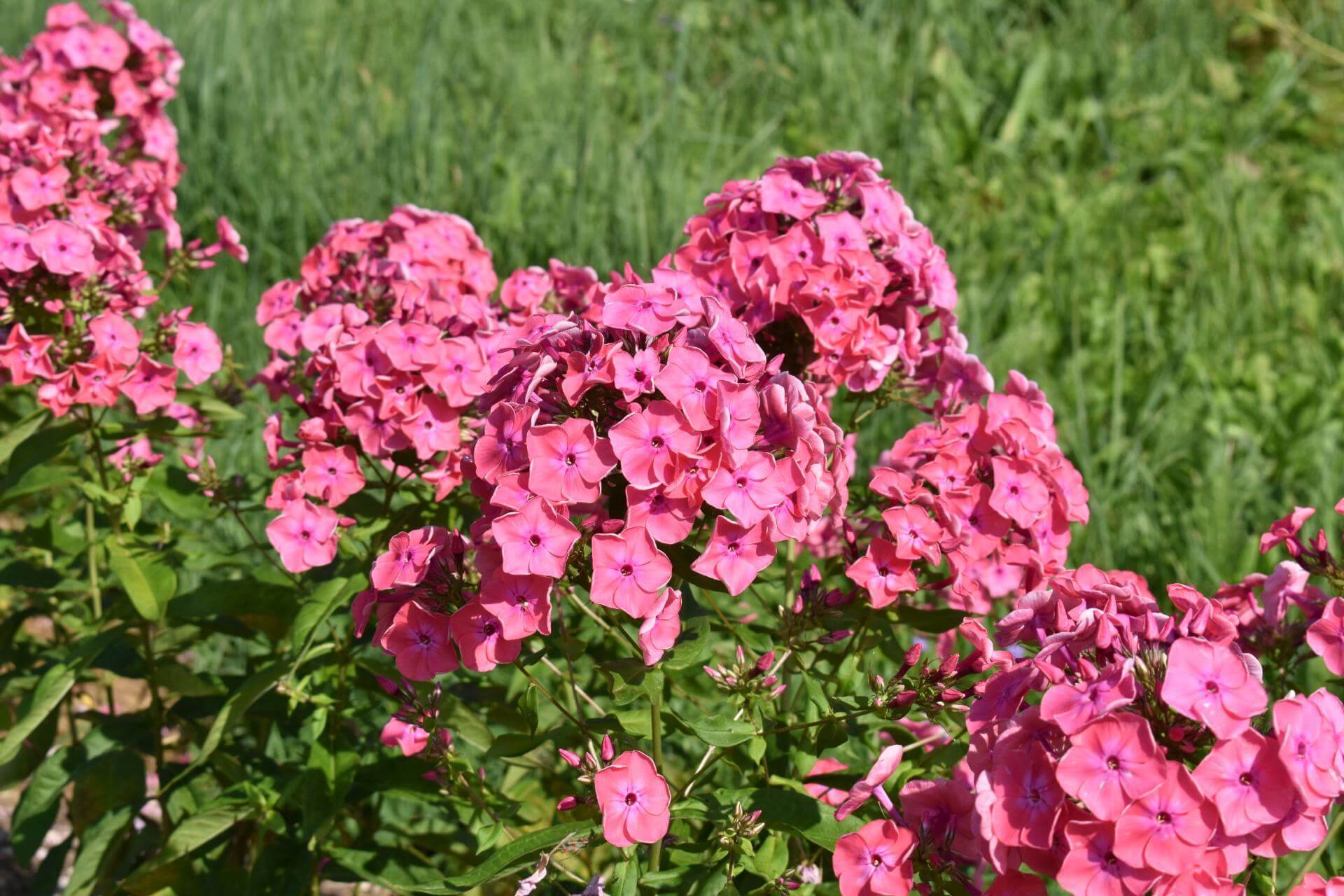 Hoher StaudenPhlox 'Spitfire' / Phlox paniculata 'Spitfire'