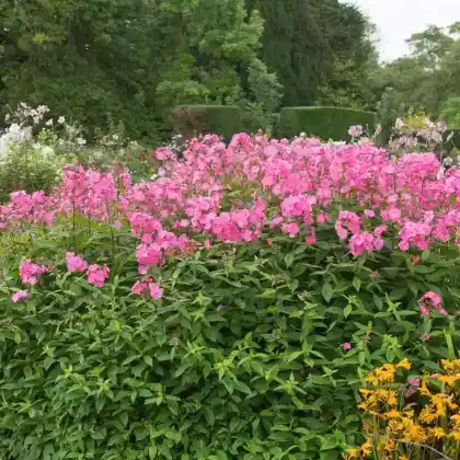Foto von Hoher Stauden-Phlox 'Windsor' (Phlox paniculata 'Windsor')