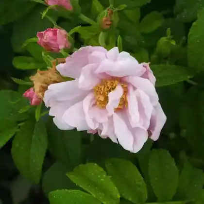 Foto von Beetrose 'Schneekoppe' (Rosa rugosa 'Schneekoppe')