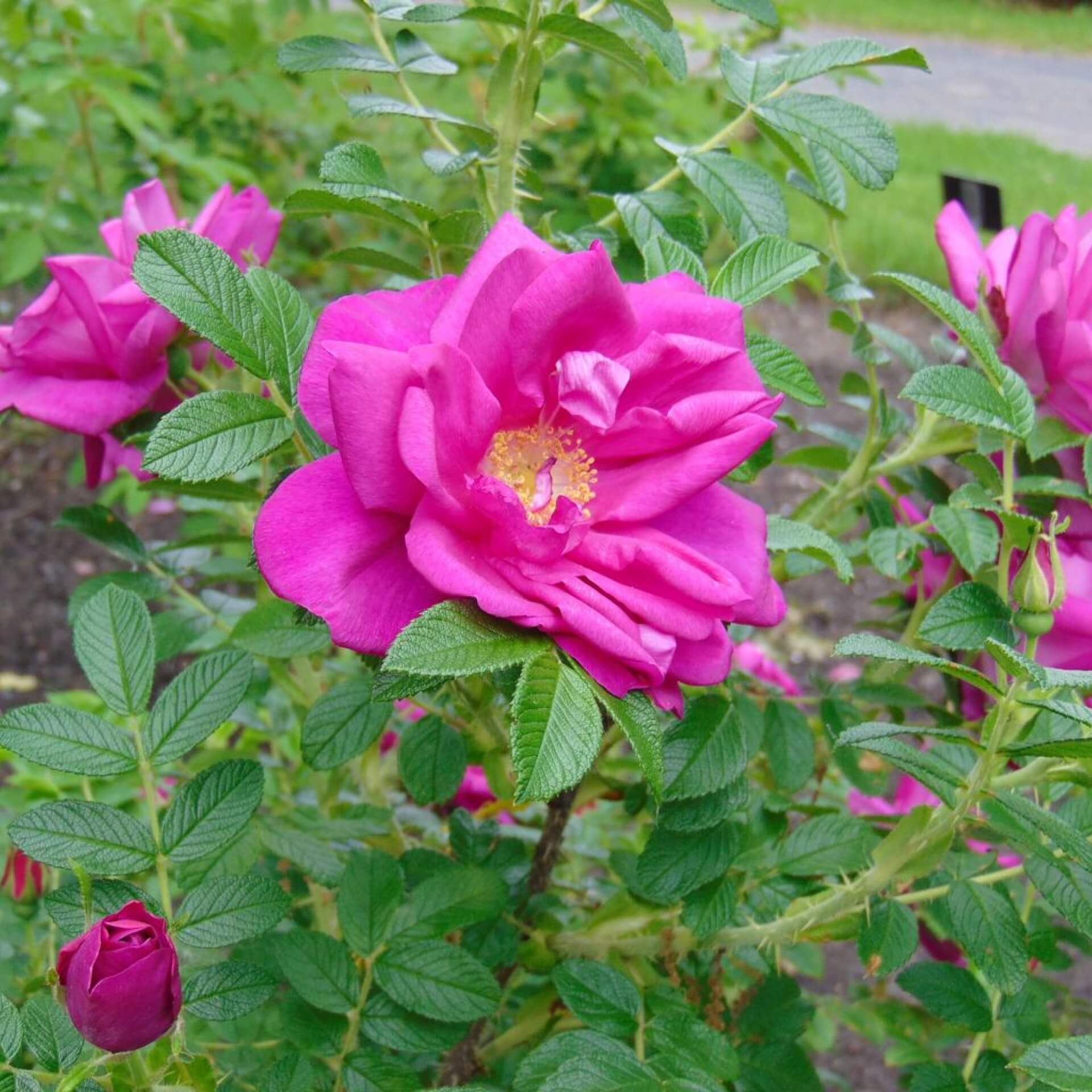 Strauchrose 'Rotes Meer' (Rosa rugosa 'Rotes Meer')