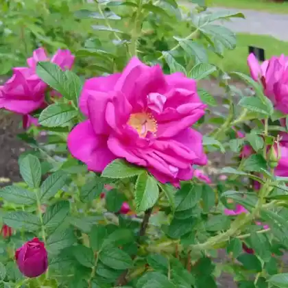 Foto von Strauchrose 'Rotes Meer' (Rosa rugosa 'Rotes Meer')