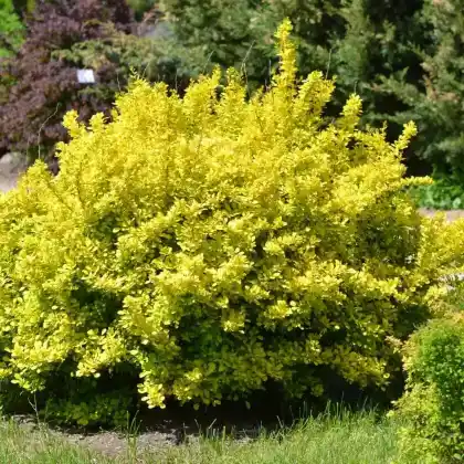Foto von Gelbe Zwergberberitze (Berberis thunbergii 'Aurea')