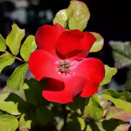 Foto von Parkrose 'Robusta' (Rosa rugosa 'Robusta')