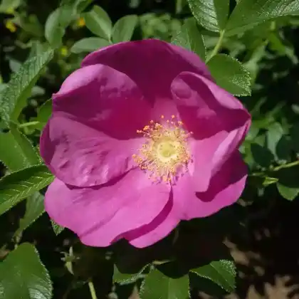 Foto von Parkrose 'Hansa' (Rosa rugosa 'Hansa')