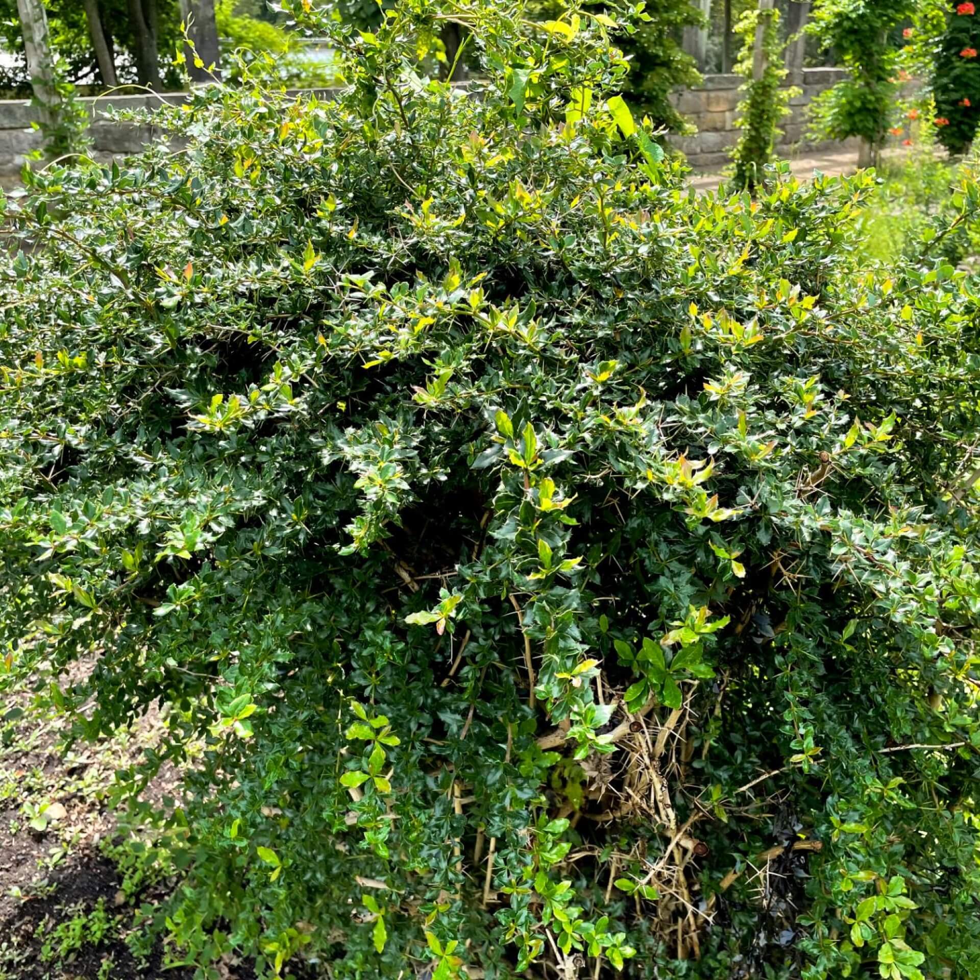 Warzen-Berberitze (Berberis verruculosa)