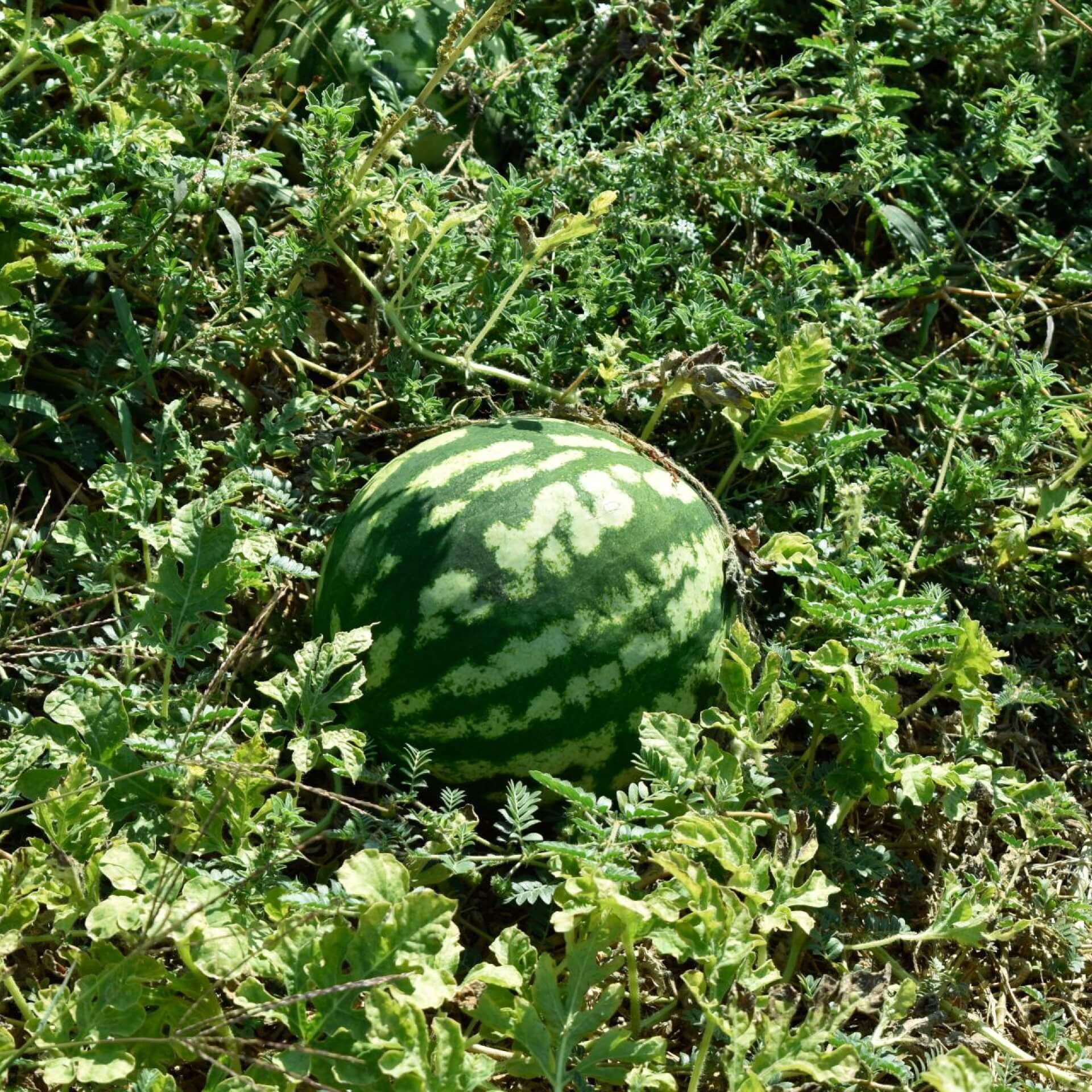 Wassermelone (Citrullus lanatus)