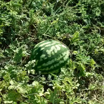 Foto von Wassermelone (Citrullus lanatus)