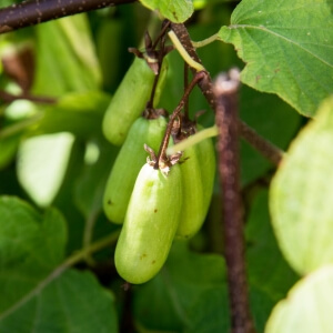 Actinidia arguta 'Vitikiwi'