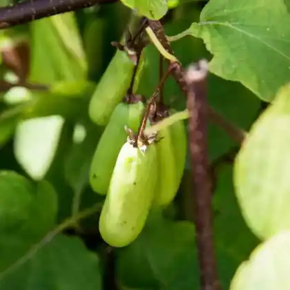Foto von Kiwi 'Vitakiwi' (Actinidia arguta 'Vitikiwi')