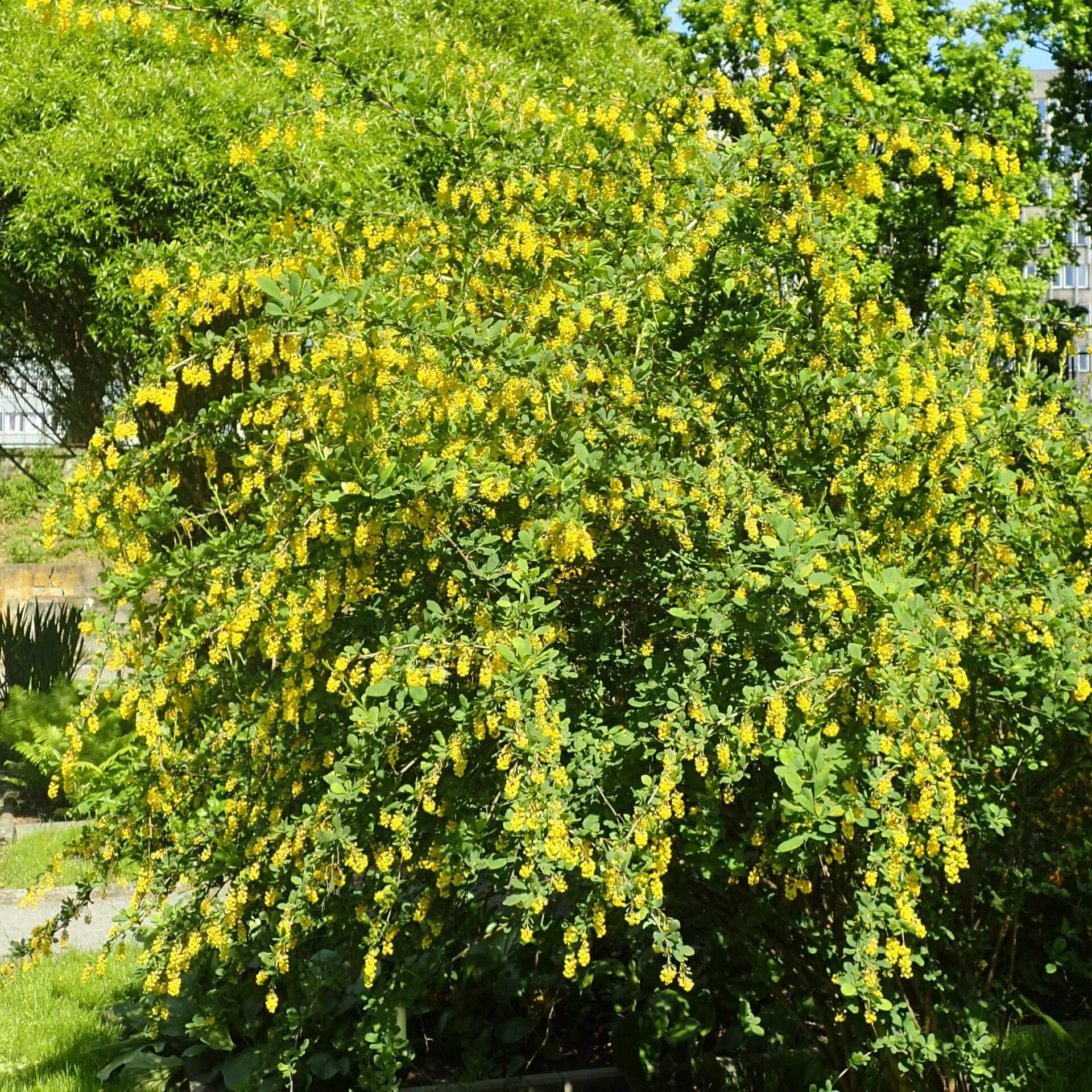 Berberitze (Berberis vulgaris)