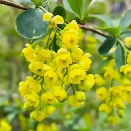 Foto von Berberitze (Berberis vulgaris)
