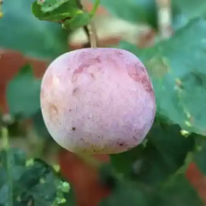 Foto von Pflaume 'Graf Althans' (Prunus domestica 'Graf Althans Reneklode')