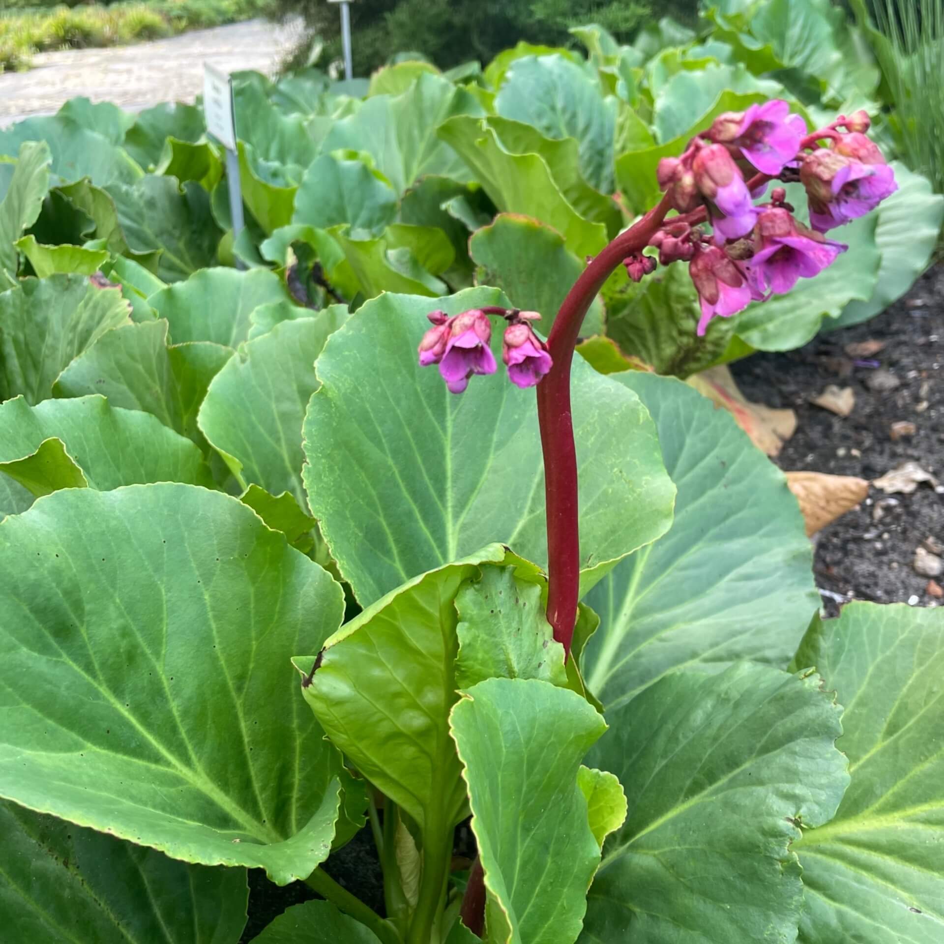 Altai-Bergenie (Bergenia cordifolia)