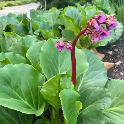 Foto von Altai-Bergenie (Bergenia cordifolia)