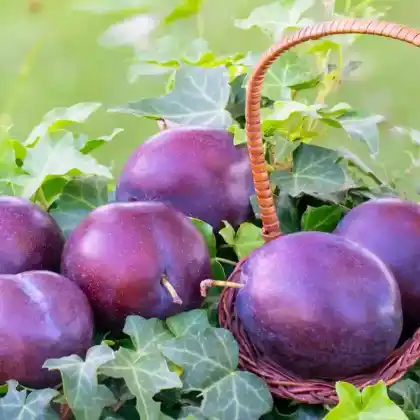 Foto von Pflaume 'President' (Prunus domestica 'President')