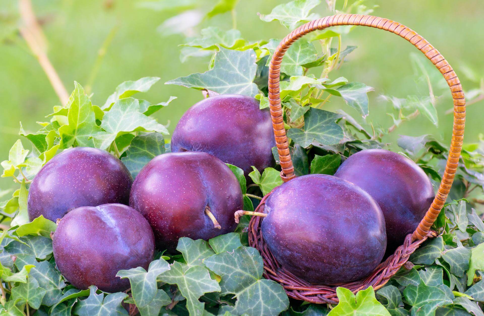 Pflaume &amp;#39;President&amp;#39; / Prunus domestica &amp;#39;President&amp;#39;