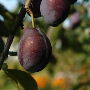 Zwetschge 'Stanley' (Prunus domestica 'Stanley')