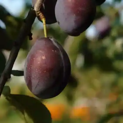 Foto von Zwetschge 'Stanley' (Prunus domestica 'Stanley')
