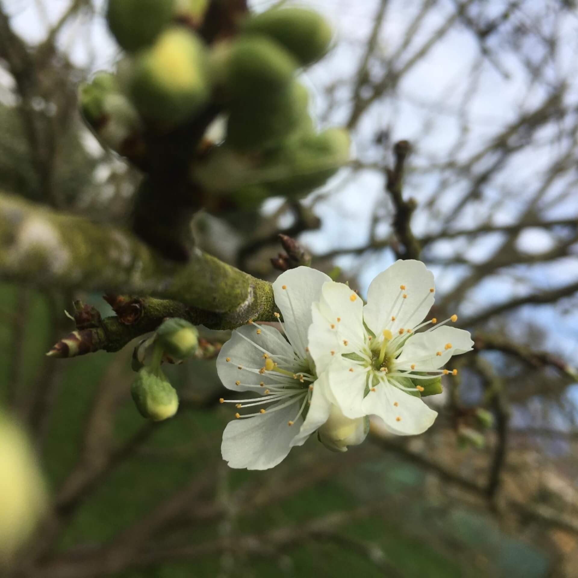 Pflaume 'The Czar' (Prunus domestica 'The Czar')