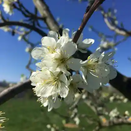 Foto von Zwetschge 'Wangenheims Frühzwetsche' (Prunus domestica 'Wangenheims Frühzwetsche')