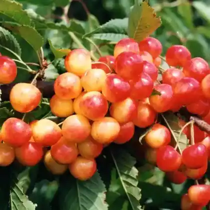 Foto von Süßkirsche 'Büttners Rote Knorpelkirsche' (Prunus avium 'Büttners Rote Knorpelkirsche')