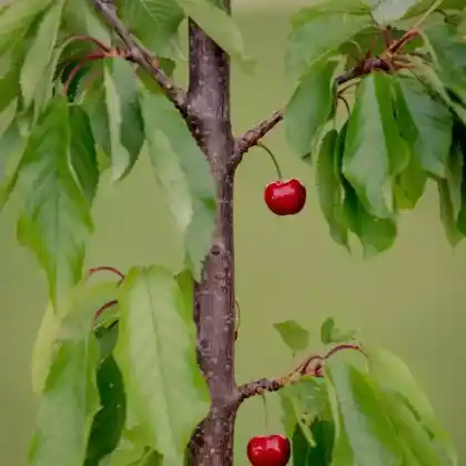 Foto von Süßkirsche 'Burlat' (Prunus avium 'Burlat')