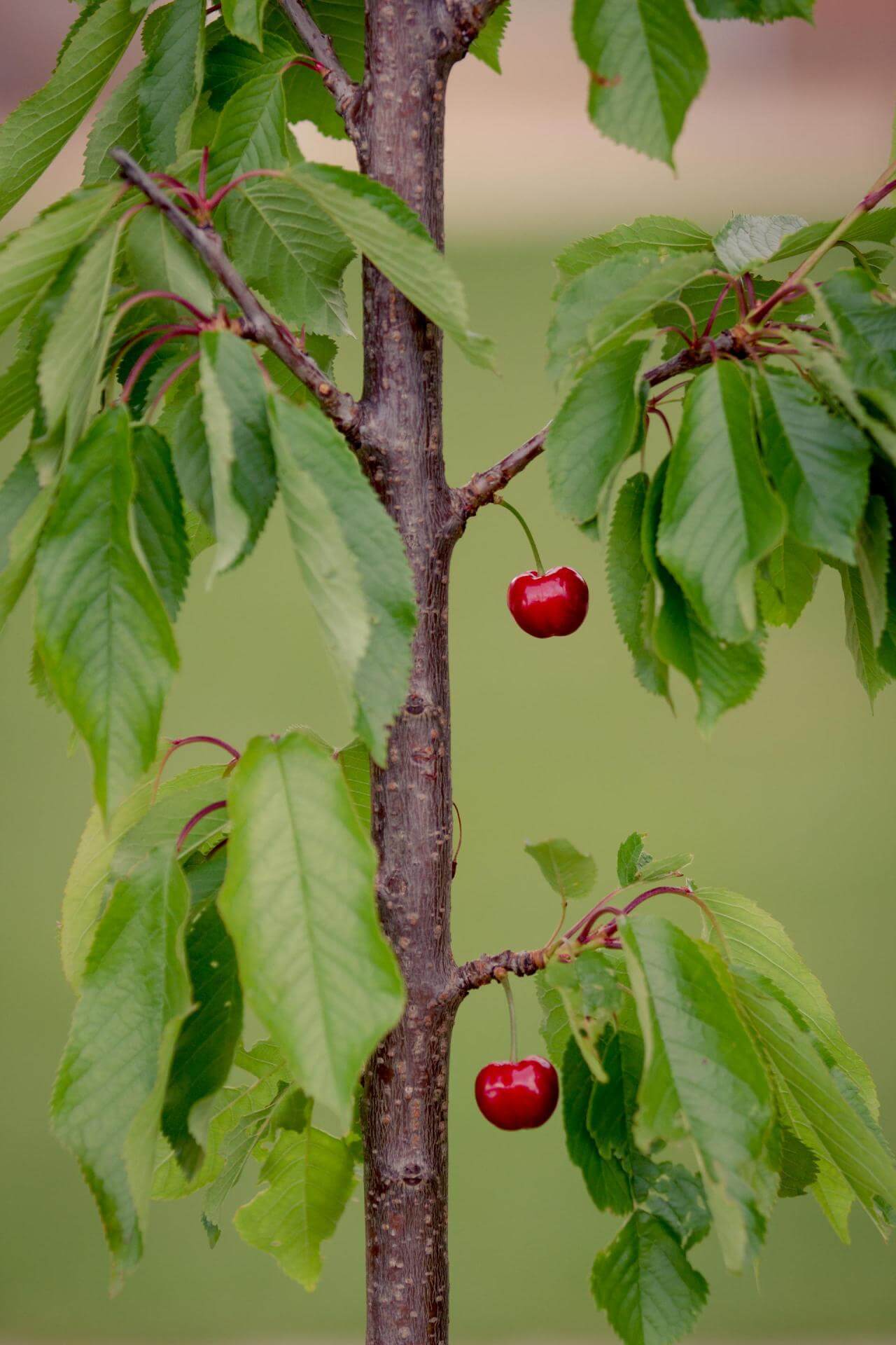 Süßkirsche 'Burlat' / Prunus avium 'Burlat'