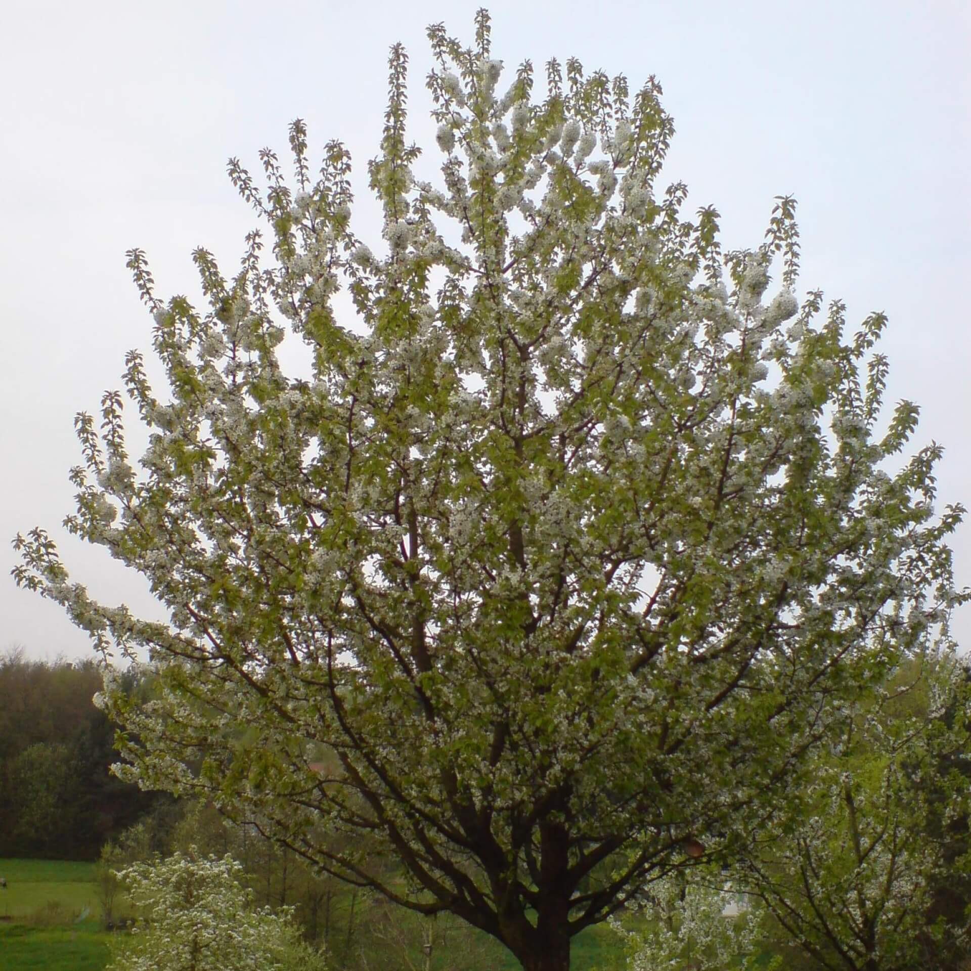 Süßkirsche 'Hedelfinger Riesenkirsche' (Prunus avium 'Hedelfinger Riesenkirsche')