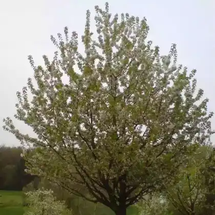Foto von Süßkirsche 'Hedelfinger Riesenkirsche' (Prunus avium 'Hedelfinger Riesenkirsche')