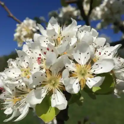Foto von Birne 'Alexander Lucas' (Pyrus communis 'Alexander Lucas')