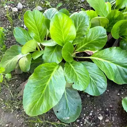 Foto von Bergenie 'Biedermeier' (Bergenia cordifolia 'Biedermeier')