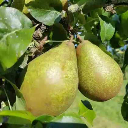Foto von Birne 'Gräfin von Paris' (Pyrus communis 'Gräfin von Paris')