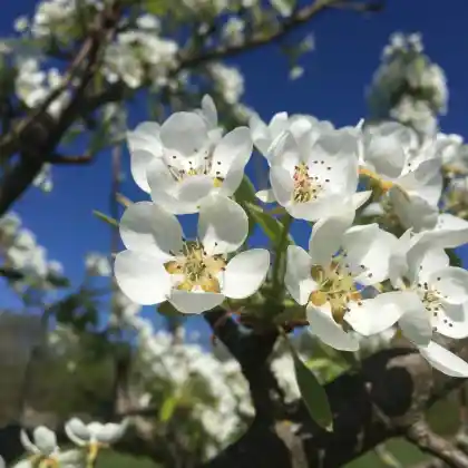 Foto von Birne 'Köstliche aus Charneau' (Pyrus communis 'Köstliche aus Charneau')