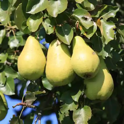 Foto von Birne 'Pastorenbirne' (Pyrus communis 'Pastorenbirne')