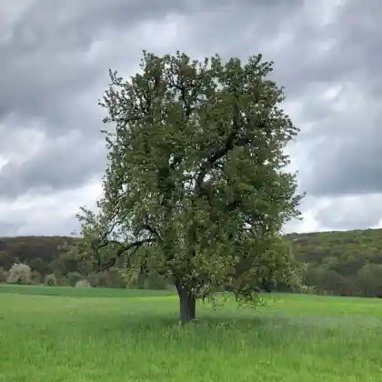Foto von Birne 'Pastorenbirne' (Pyrus communis 'Pastorenbirne')