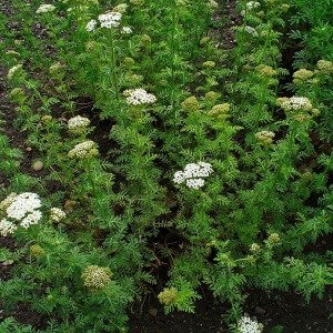 Achillea nobilis