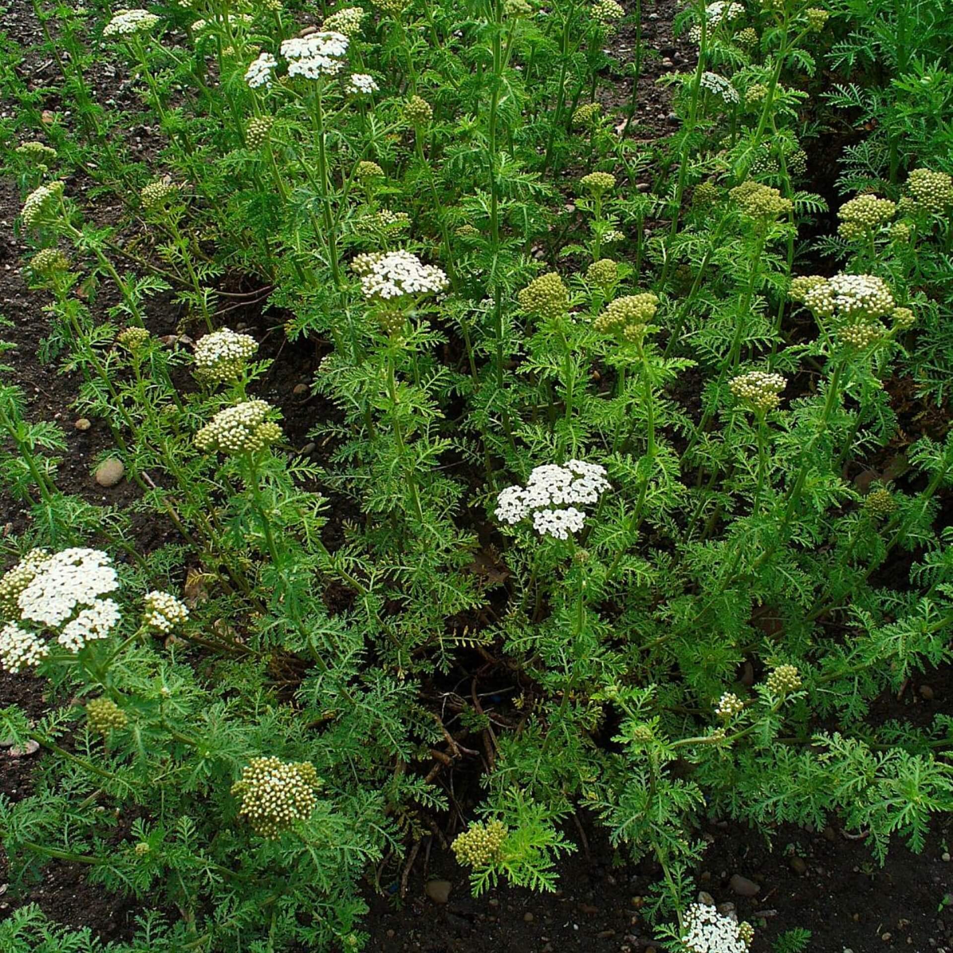 Edel-Schafgarbe (Achillea nobilis)