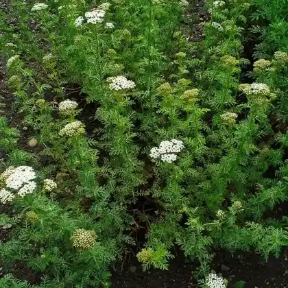 Foto von Edel-Schafgarbe (Achillea nobilis)