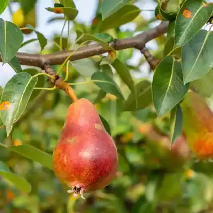 Foto von Birne 'Rote Williams Christ'' (Pyrus communis 'Rote Williams Christ')