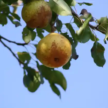 Foto von Birne 'Diels Butterbirne' (Pyrus communis 'Diels Butterbirne')