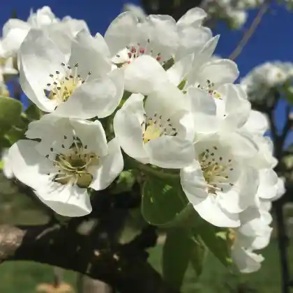 Foto von Birne 'Gute Graue' (Pyrus communis 'Gute Graue')