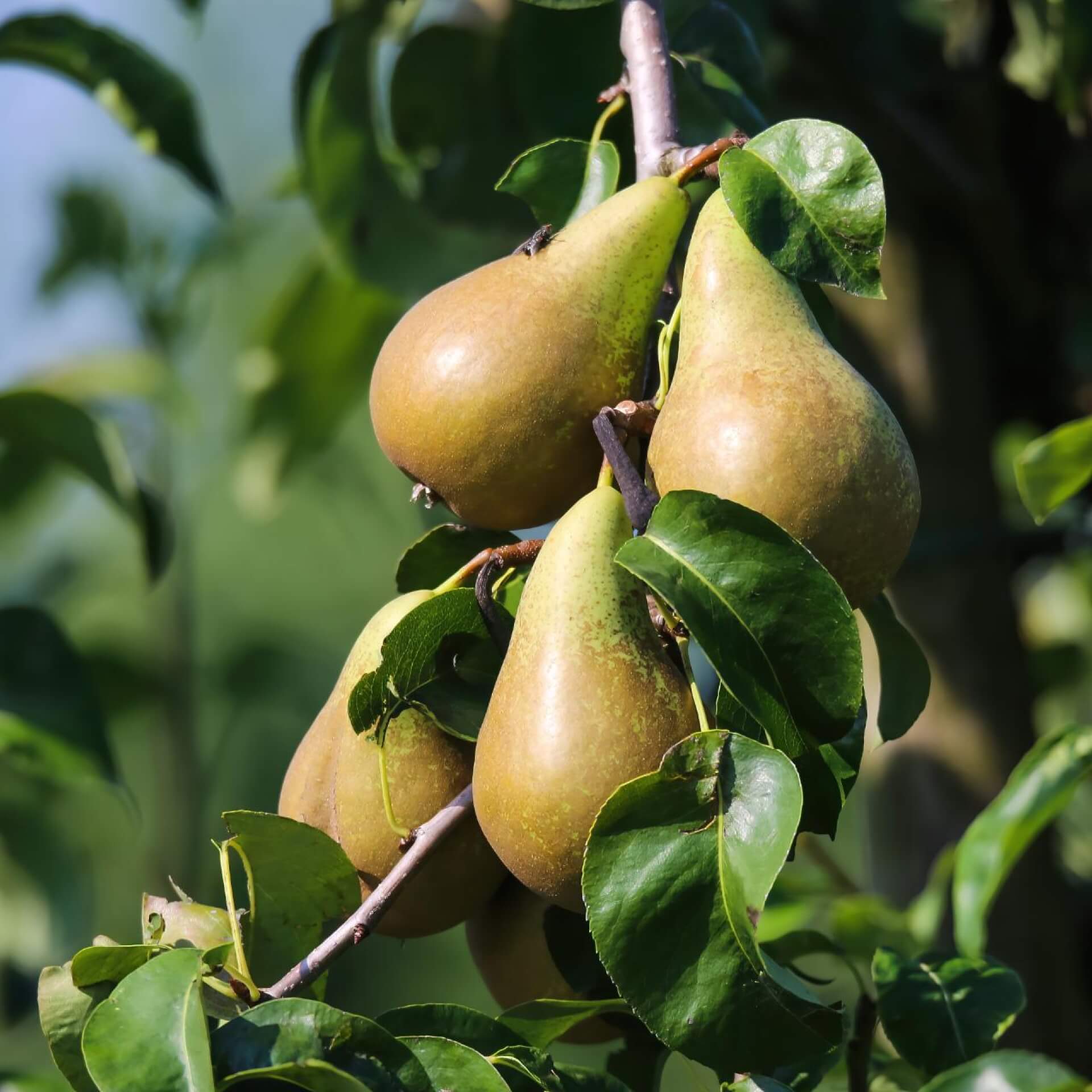 Birne 'Abate Fetele' (Pyrus communis 'Abate Fetel')