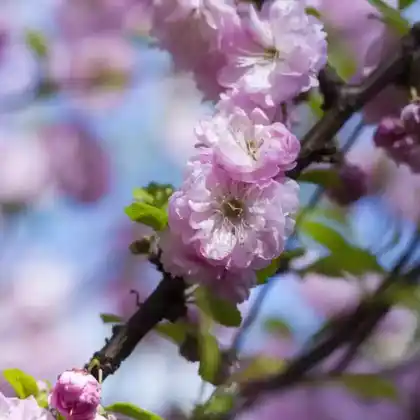Foto von Zierkirsche 'Pink Perfection' (Prunus serrulata 'Pink Perfection')