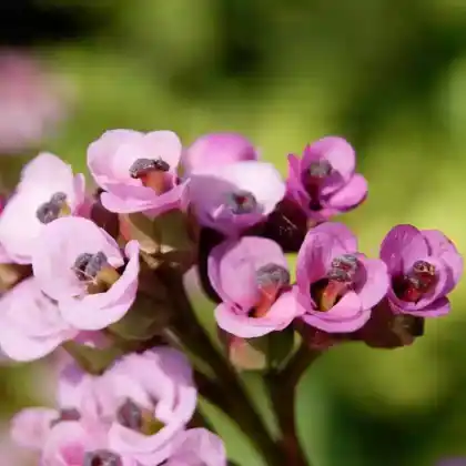 Foto von Bergenie 'Pinneberg' (Bergenia cordifolia 'Pinneberg')