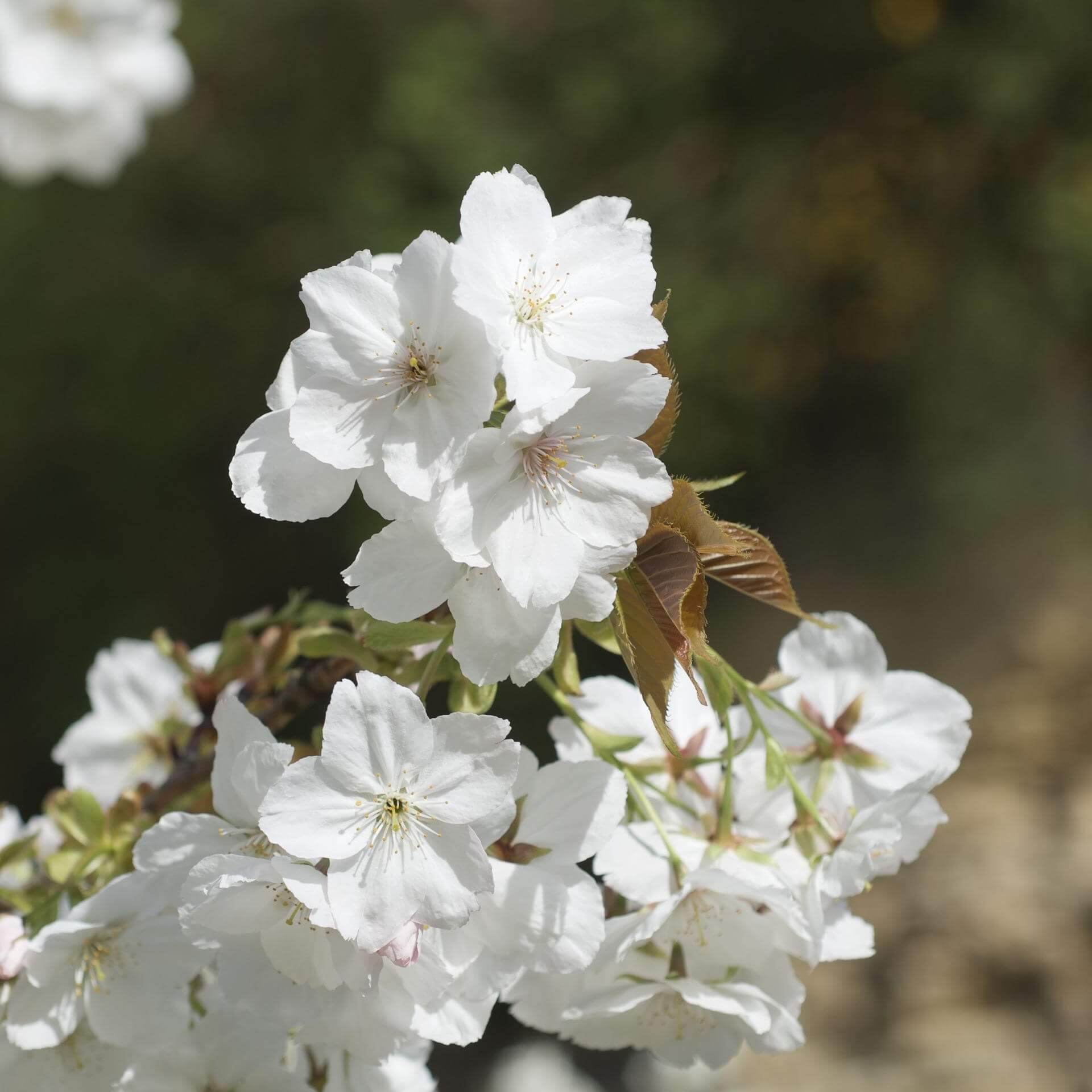 Zierkirsche 'Taihaku' (Prunus serrulata 'Taihaku')