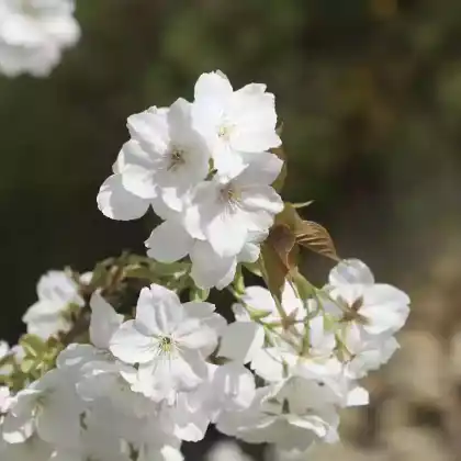 Foto von Zierkirsche 'Taihaku' (Prunus serrulata 'Taihaku')