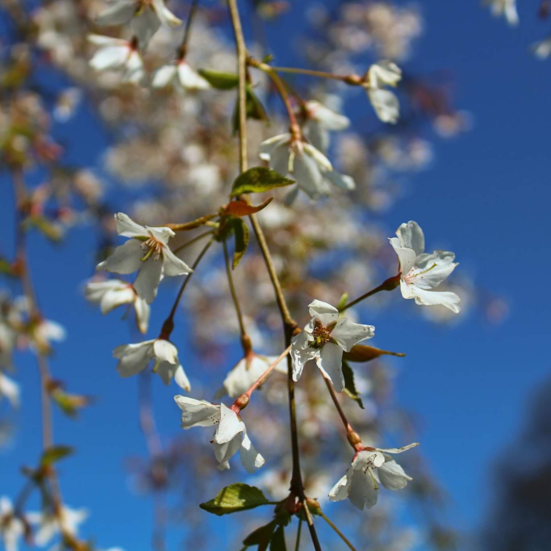 Hängende Frühlingskirsche 'Pendula' (Prunus subhirtella 'Pendula')