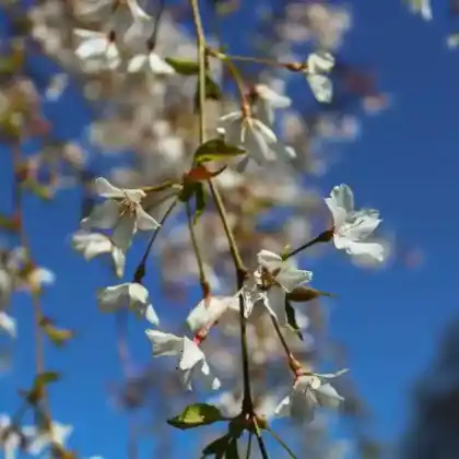 Foto von Hängende Frühlingskirsche 'Pendula' (Prunus subhirtella 'Pendula')