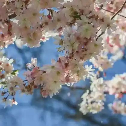 Foto von Rosablühende Winterkirsche 'Autumnalis Rosea' (Prunus subhirtella 'Autumnalis Rosea')
