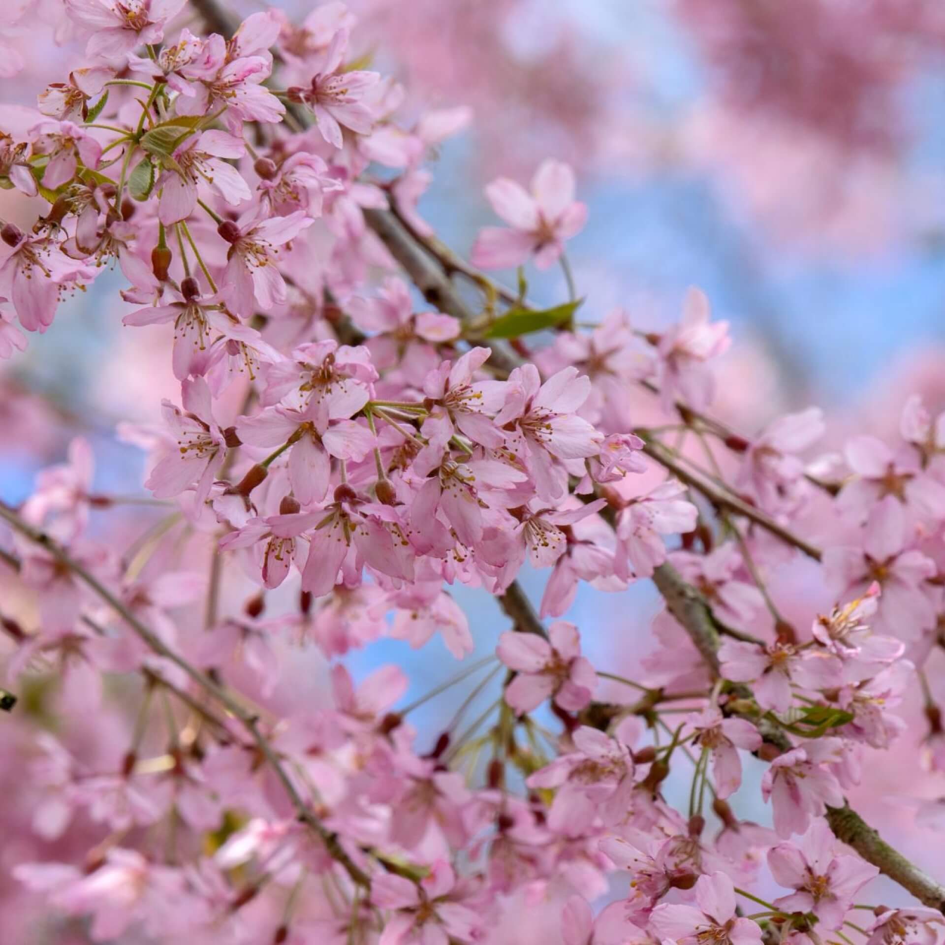 Hängende Winter-Kirsche 'Pendula Plena Rosea' (Prunus subhirtella 'Pendula Plena Rosea')